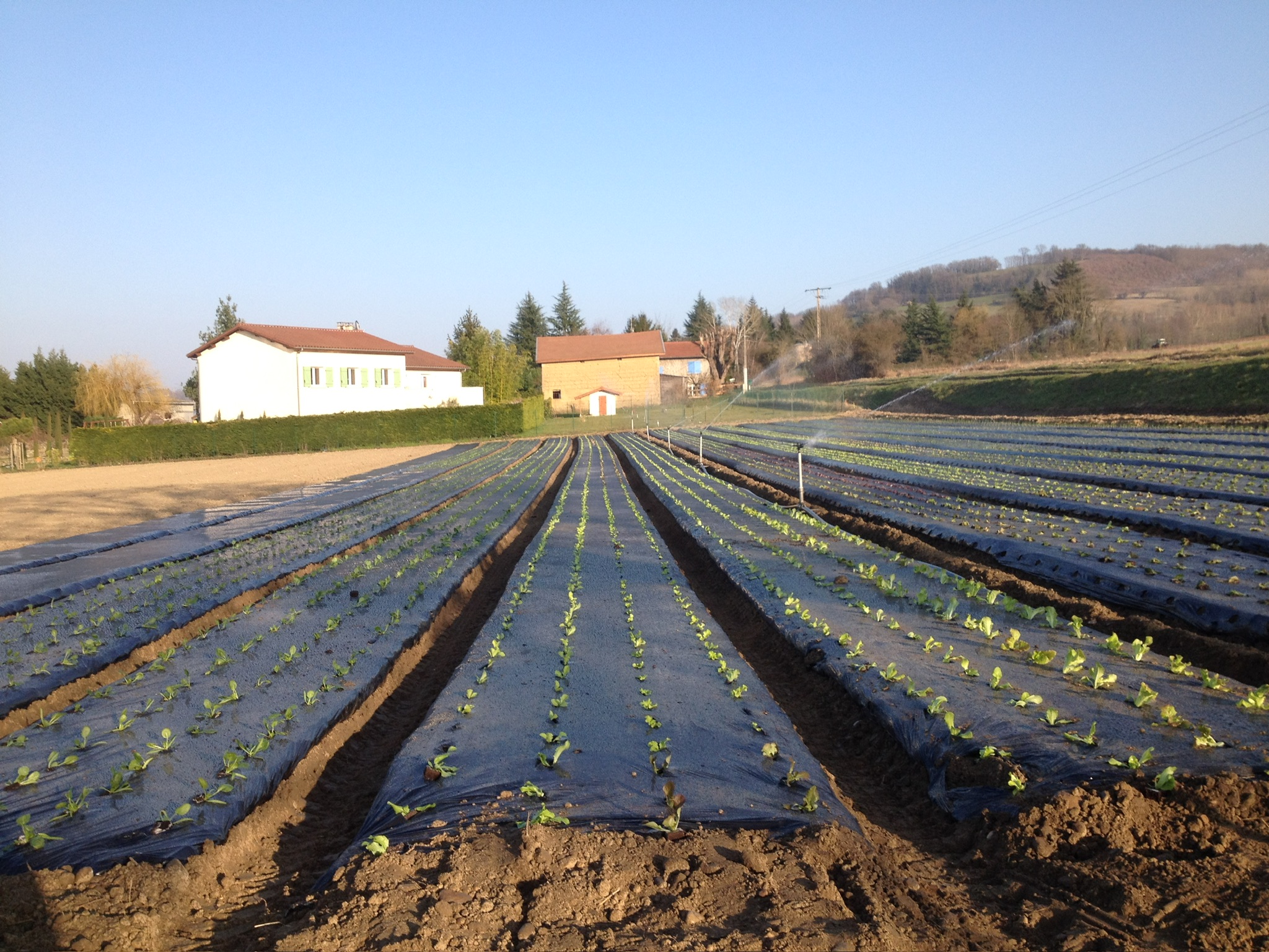 Irrigation